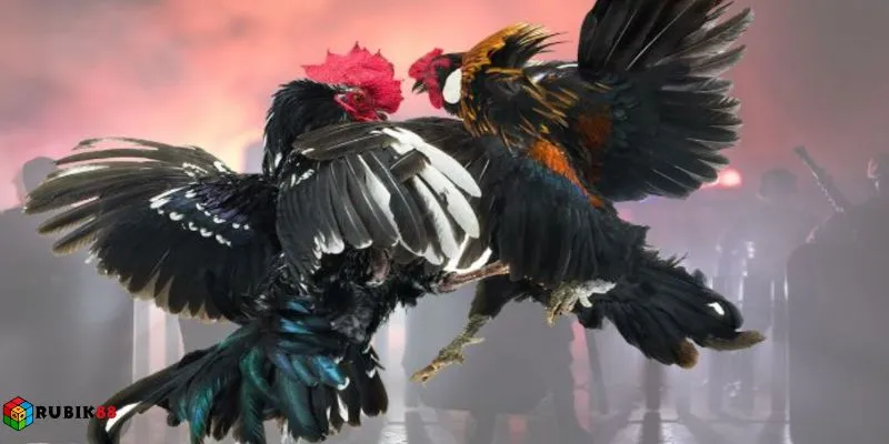 Cược đá gà Rubik88 - Xem nhanh, cược chuẩn, trả tiền ngay