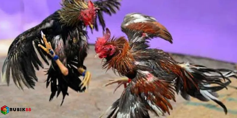 Cược đá gà Rubik88 - Xem nhanh, cược đúng, trả tiền chuẩn