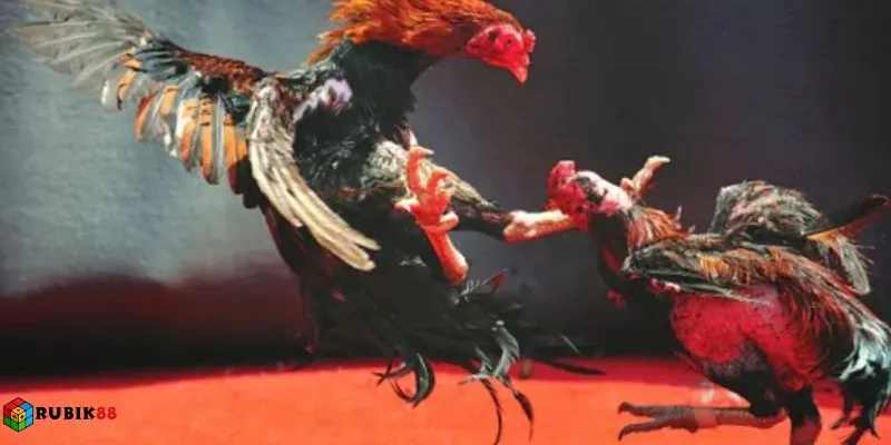 Đá gà Campuchia chuẩn tại Rubik88