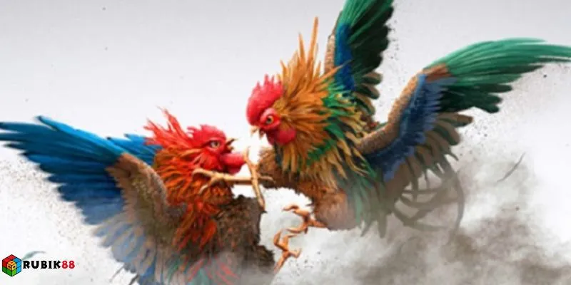 Đá gà cựa sắt được nhiều người quan tâm hiện nay tại Rubik88