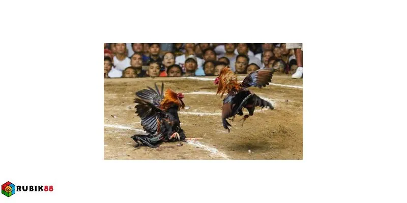 Đấu trường đá gà Thomo luôn thu hút đông đảo người theo dõi trực tuyến