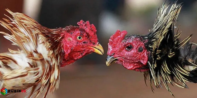 Nắm bắt biến động thực lực giữa Meron Wala để xoay chuyển kèo cược hợp lý.