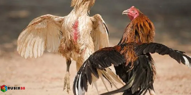 Phân tích phong độ kê thủ giúp nâng cao tỷ lệ thắng kèo tại Rubik88