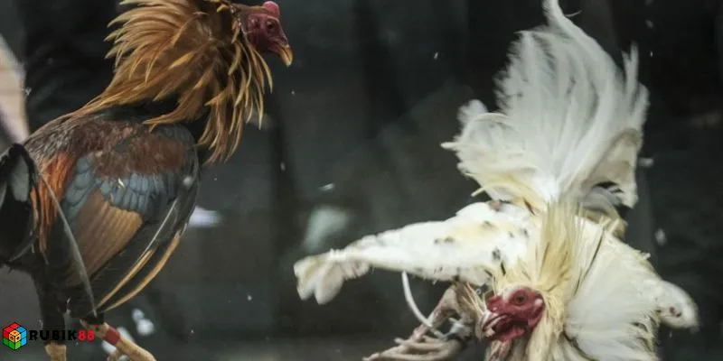 Soi gà cựa dao Rubik88 - Nhận diện chính xác, vào tiền không sai